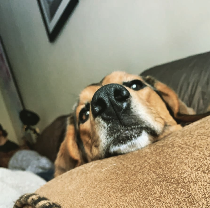 A close up image of a dog's face while resting on the arm of a couch.