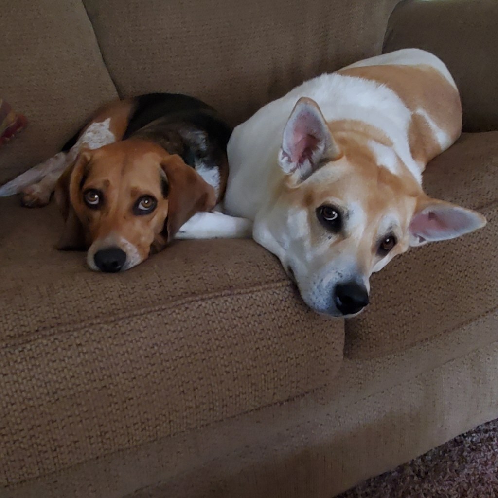 Two dogs lying side by side on a couch.